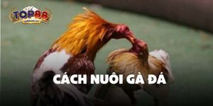 Cách nuôi gà đá
