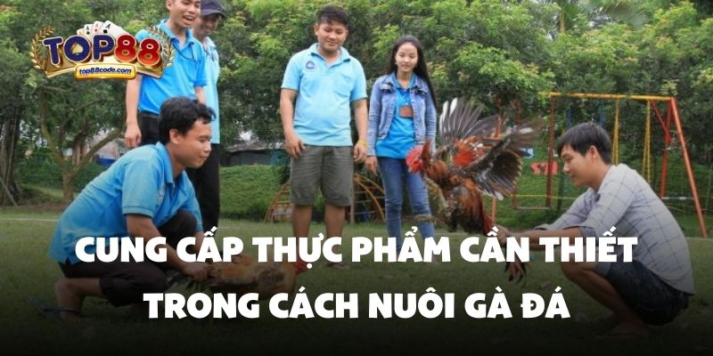 Cung cấp thực phẩm cần thiết trong cách nuôi gà đá Cung cấp thực phẩm cần thiết trong cách nuôi gà đá