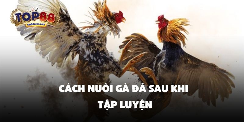 Cách nuôi gà đá sau khi tập luyện Cách nuôi gà đá sau khi tập luyện