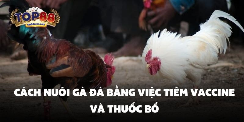 Cách nuôi gà đá bằng việc tiêm vaccine và thuốc bổ Cách nuôi gà đá bằng việc tiêm vaccine và thuốc bổ