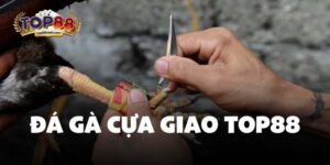 Đá Gà Cựa Giao Top88