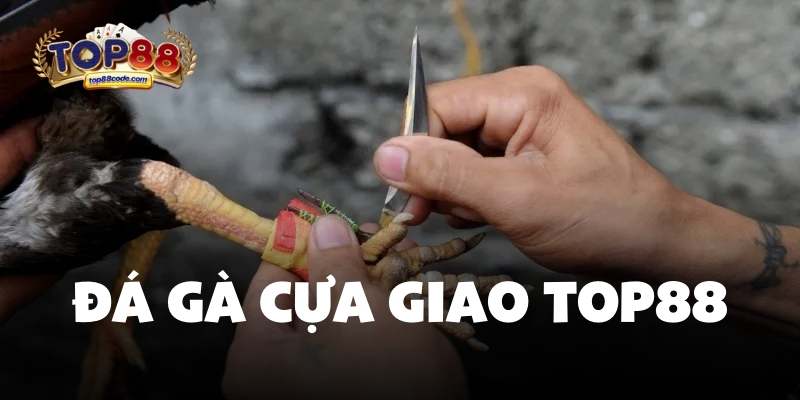 Đá Gà Cựa Giao Top88