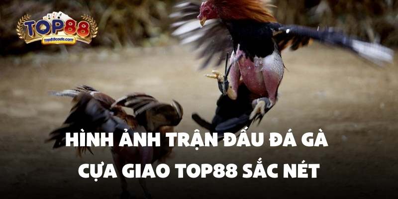 Hình ảnh trận đấu đá gà cựa giao Top88 sắc nét Hình ảnh trận đấu đá gà cựa giao Top88 sắc nét
