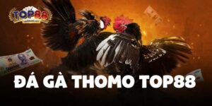 Đá gà thomo top88