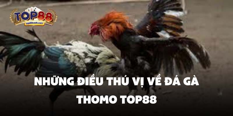 Những điều thú vị về đá gà thomo top88 Những điều thú vị về đá gà thomo top88