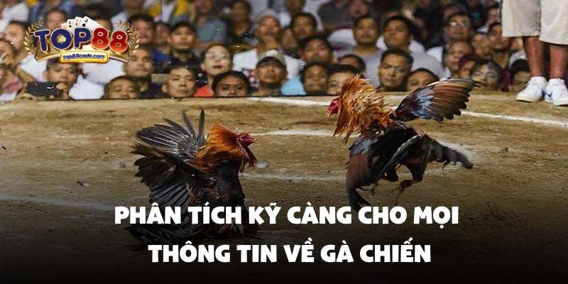 Phân tích kỹ càng cho mọi thông tin về gà chiến Phân tích kỹ càng cho mọi thông tin về gà chiến