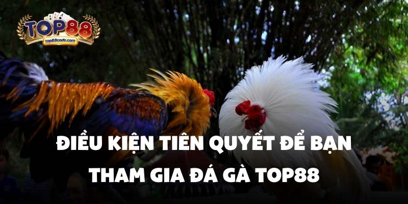 Điều kiện Tham Gia Đá gà Top88 Điều kiện tiên quyết để bạn tham gia đá gà top88